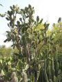 opuntia tree.jpg